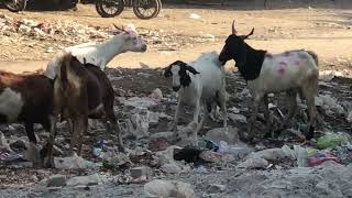 #foryou #beautifullgoats #animalkingdom #animals #whitegoat #goat #videovirall 