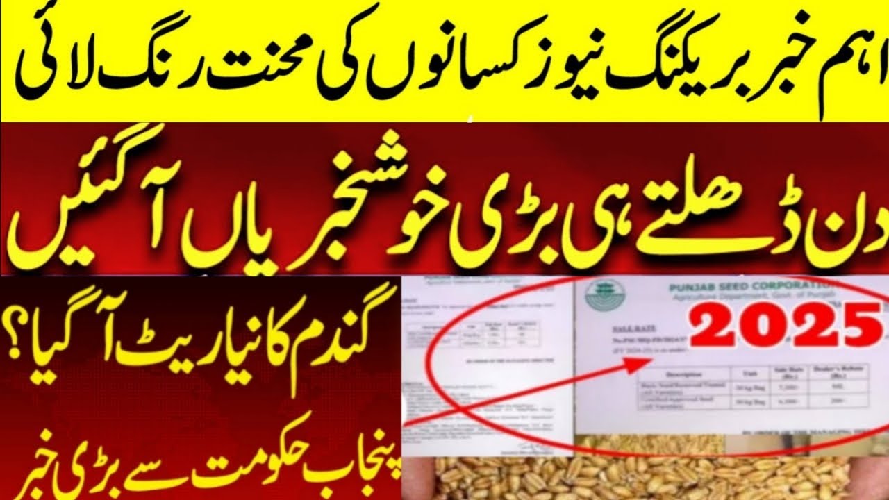 wheat support price 2025 | today Wheat price in punjab | گندم کا ریٹ ...