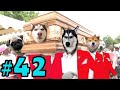 Dancing Funeral Coffin Meme - 🐶 Dogs and 😻 Cats Version #42