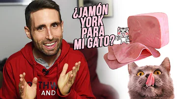 ¿Los gatos pueden comer jamón?