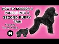 How to scissor a poodle into second puppy trim