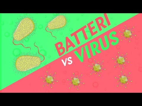 Video: 3 modi per distinguere un virus da un'infezione batterica
