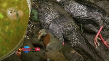 Hunting yos hav zoov ci nyuv puas teb,nas yij, nraj qab tiag tiag!