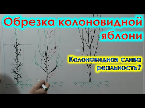 Как ОБРЕЗАТЬ колоновидные деревья. Формировка КОЛОНОВИДНЫХ ЯБЛОНЬ.