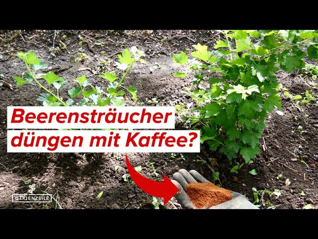 Beerenstrucher mit Kaffeesatz dngen?! | Drfen Himbeere, Stachelbeere,  Heidelbeere und co Kaffee?