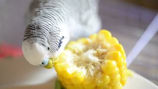 #12 快樂虎皮鸚鵡小Q吃玉米Budgerigar budgie セキセイ ... 