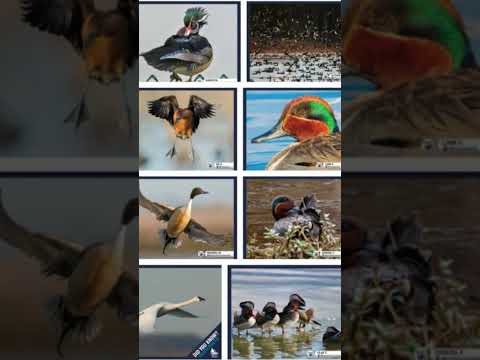 فيديو لعشاق البط البرى المهاجر سبحان الله فى خالقة ألوانها جميلة جدآ