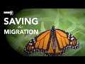 Saving the Migration - A Newsy Documentary