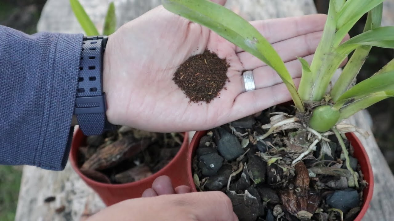 Abono Casero de Lenta Liberación Para Crecimiento de Orquideas