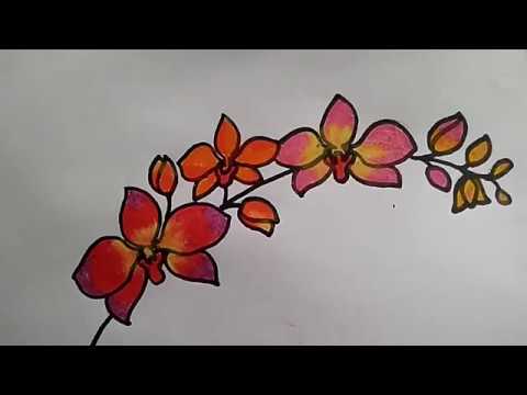  Cara Menggambar Bunga Anggrek  YouTube