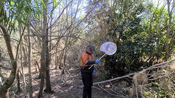 Sweep-net collection of adult mosquitoes. Maroochy Qld May 2020