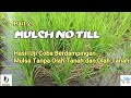 MULCH NO TILL (Mulsa Tanpa Olah Tanah). Alternatif Pertanian Tanpa Bakar. Part.2
