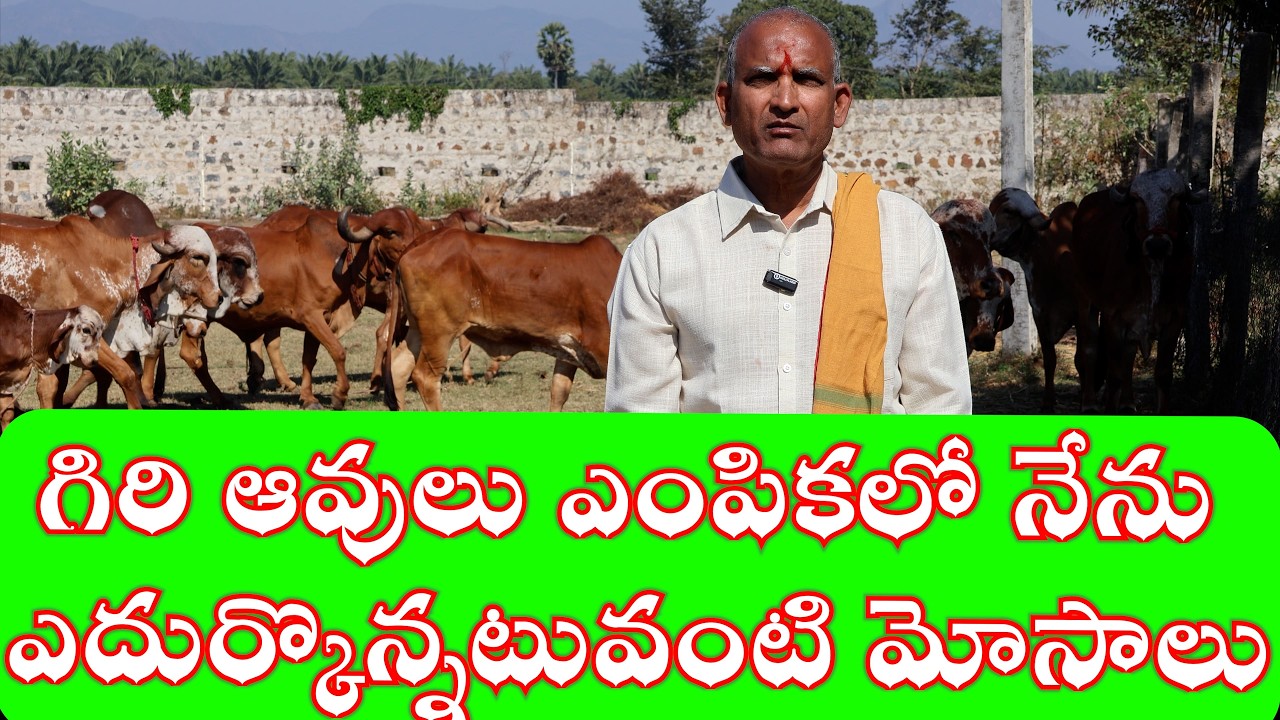 గిరి ఆవులు ఎంపికలో నేను ఎదుర్కొన్నటువంటి మోసాలు