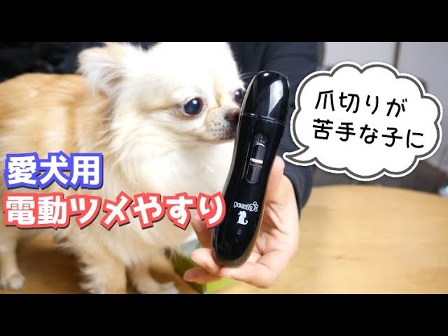 チワワ 爪切りが世界一嫌いな子のために電動ツメやすりを買ってみた Youtube