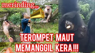 CALLING MONKEYS WITH A TRUMPET, THEY GATHER LIKE A PROTEST