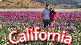 Flower fields / lompoc California