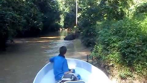 Kinabatangan River: Bornean Pygmy Elephants paying us a visit.