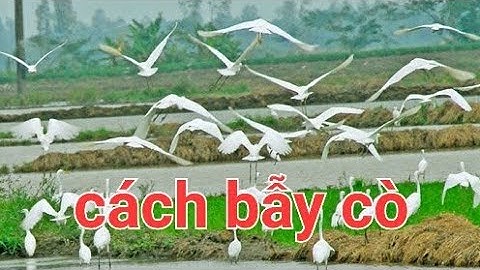 cách bẫy cò độc lạ - tiếng cò trắng