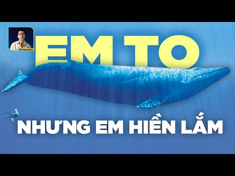 Video: Động vật lớn nhất hành tinh: cá voi xanh