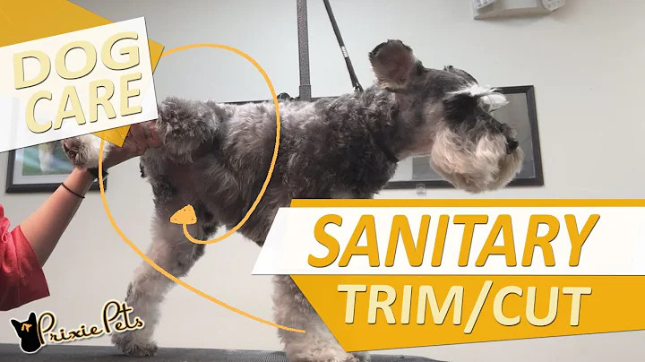 Dog Sanitary - How-to Trim Hair Around Privates