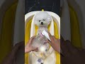 Puppy Bath Day #Every moment is worth recording #A day in the life of an exquisite puppy #Dog