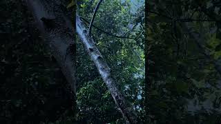 Dark Rain Vibes | Moody Evening Rain Ambience 🌧️ #rain #nsjvibes #asmr