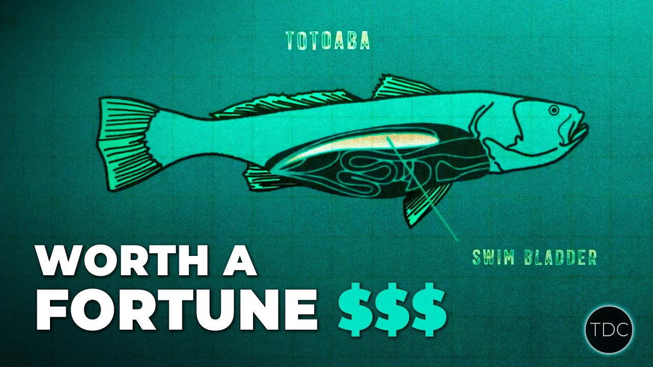 Why Criminals Are Hunting the "Cocaine of the Sea"