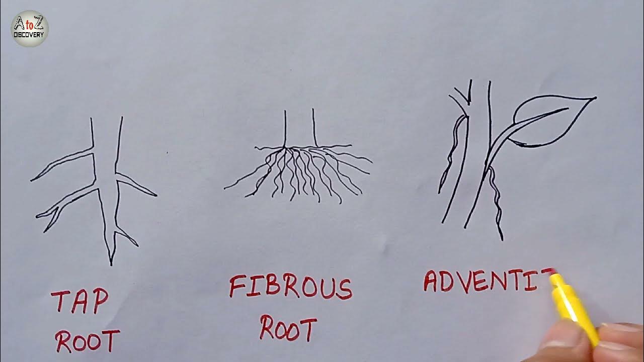 How to Draw Types of Root Tap root Fibrous root Adventitious root