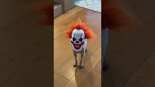 Chico never lets poor Dane have a moment of peace #chihuahua #funnydogs  #funnydogsvideos