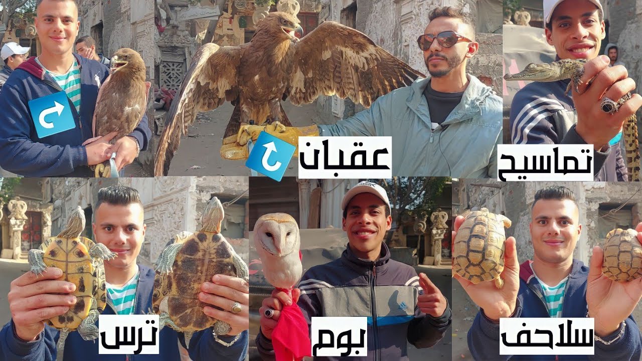 سوق الجمعة بالسيدة عائشة بالاسعااار عقبان صقور بوم حدايات تماسيح غربان سلاحف ترس اورال تعابين و