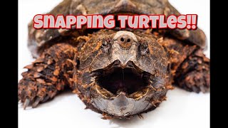 How to tell Common from Alligator Snapping Turtles!!