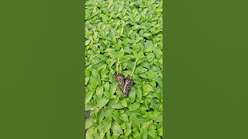 Cây giống hoa dừa cạn siêu bông #duacan #duacansieubong