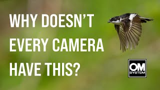 The Power of Pro Capture - Pied Flycatchers in Flight on the OM System OM-1