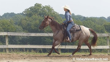 Eazy E - easy jog, lope-offs, stops, spins! - ValleyViewRanch.net