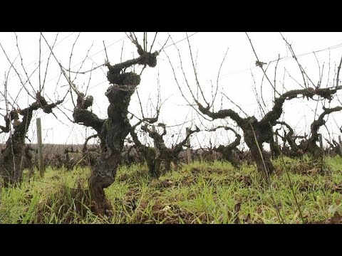 La conquista internacional del 'Beaujolais nouveau'