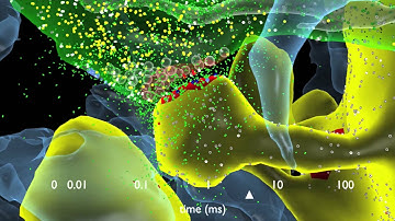 How Synapses Work