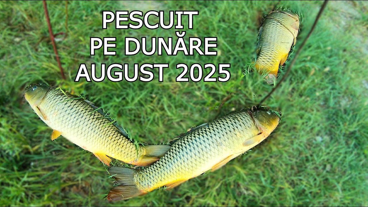 Pescuit pe DUNARE ÎN CREȘTERE - Locație Nouă la inceput de August  Pescuit in Două Locații