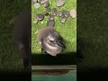 The Mississippi Aquarium has welcomed its first baby penguins. Now you can go see them