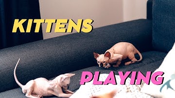 Sphynx kittens playing