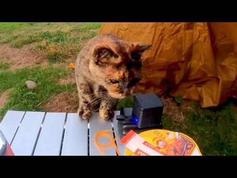 【猫島キャンプ】カレーメシに手を出そうとして怒られテントに隠れる猫