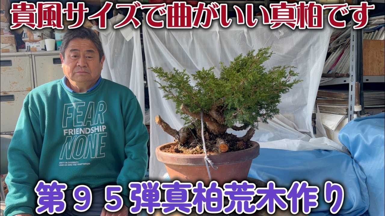Bonsai] Part 95: Shinpaku Juniper, Rough-Shaped [A Shinpaku