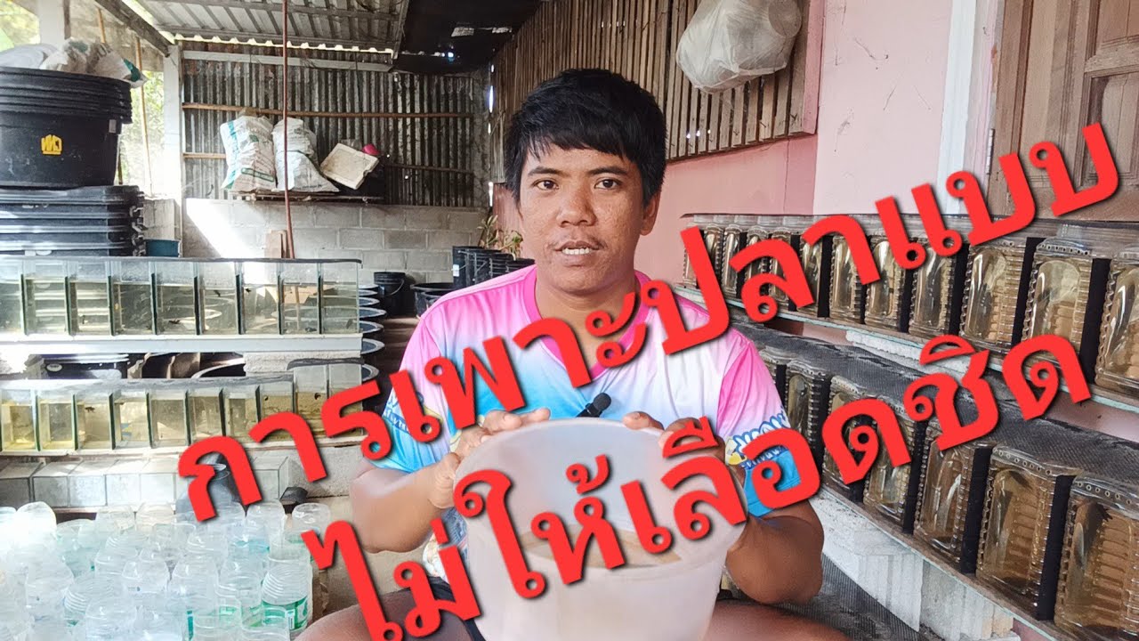 เพาะปลากัดยังไงไม่ให้เลือดปลาชิด