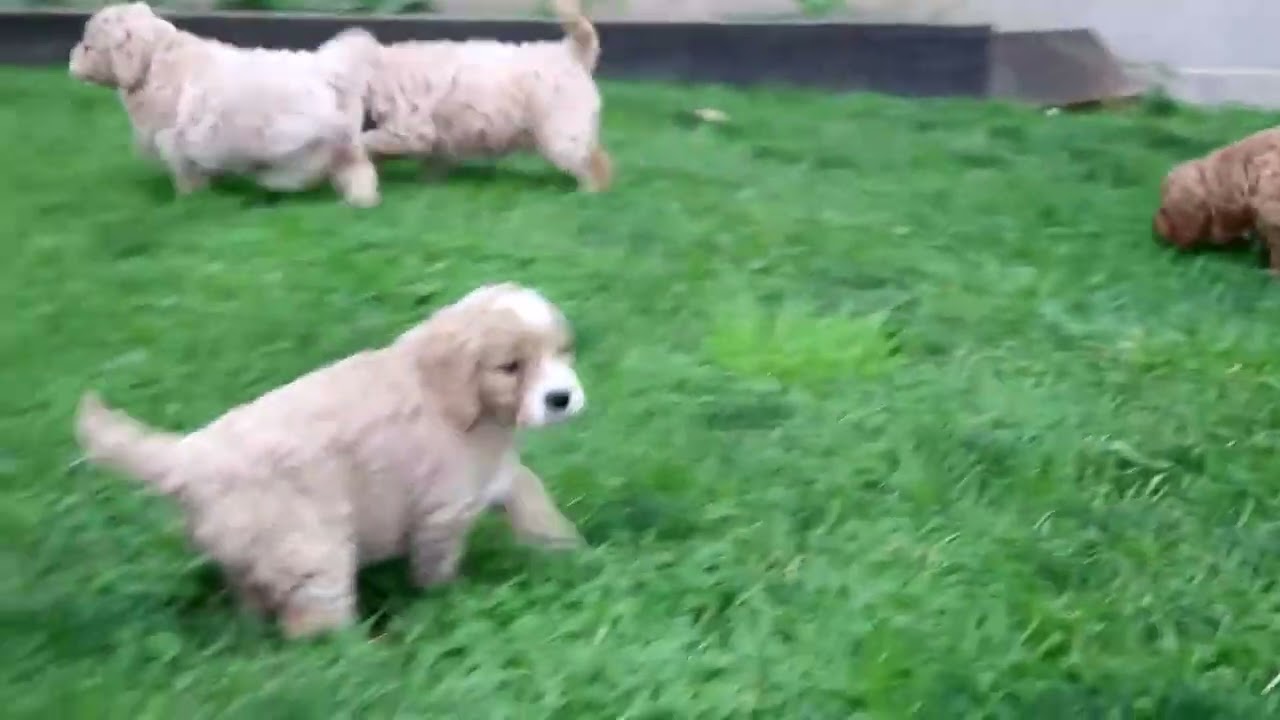 Miniature Goldendoodle Puppies For Sale YouTube