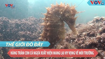 Hy Lạp: Hàng trăm con cá ngựa xuất hiện mang lại hy vọng về môi trường