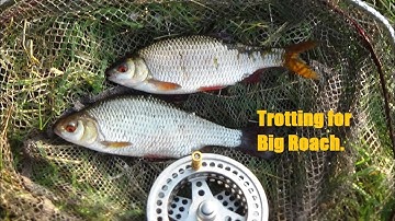 Trotting for Big Roach in small Rivers, August 2021