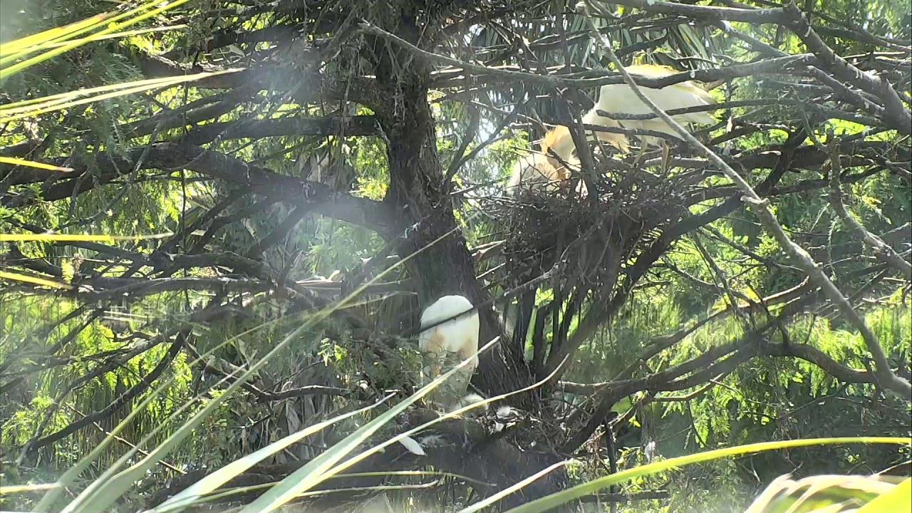 eggs florentine Alligator Swamp and Spoonbills Cam 08-24-2018 08:25:12 - 09:25:13
