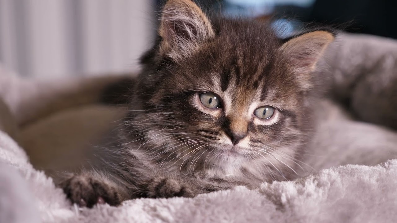 Chill Vibes for Cats