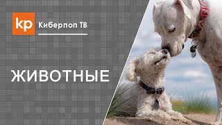Клички животных и благочестие Клички животных и благочестие