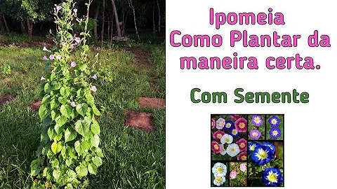 Como cuidar da trepadeira Ipomeia?