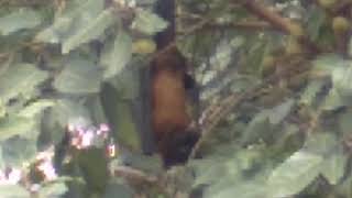 Fruit Bat In The Tree Eating Fig Angeer 1